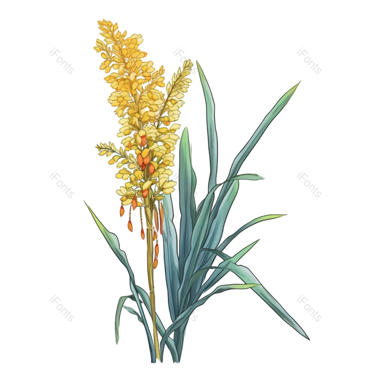 芒种图片,小满元素,麦子PNG,麦田免抠素材